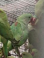 Alexanderparkiet, Dieren en Toebehoren