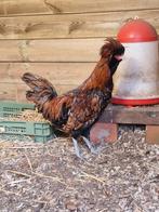 Gratis padua haan, Dieren en Toebehoren, Pluimvee