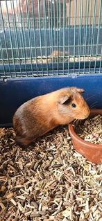 Caviabeertje, Mannelijk, Cavia, Tam