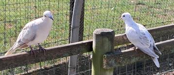 pigeons