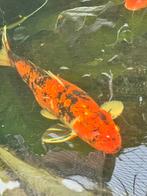 Japanse koi Showa Sanshoku 65 cm , kweker Isa, Dieren en Toebehoren, Vissen | Vijvervissen