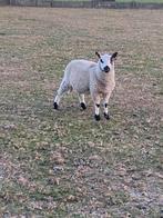 Schaap, Dieren en Toebehoren, Schapen, Geiten en Varkens, Schaap