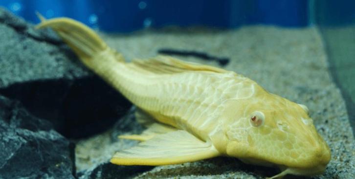 Pleco blanc environ 30-35cm, Dieren en Toebehoren, Vissen | Aquariumvissen, Zoetwatervis, Vis