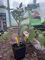 Tomatenplanten, 8 variëteiten, Annuelle, Plein soleil, Enlèvement ou Envoi, Plantes potagères