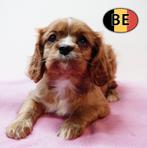 Cavalier King Charles — Chiots doux et élégants à vendre, Commerçant, Autres races, 8 à 15 semaines, Plusieurs