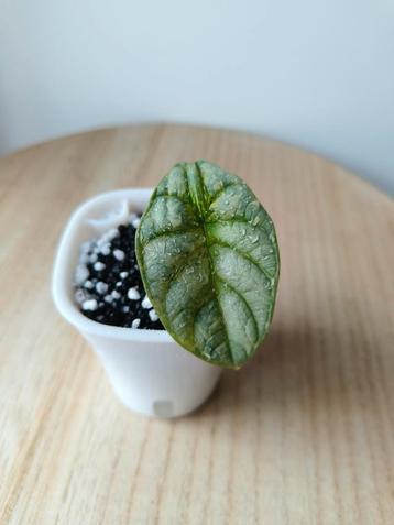 Alocasia Silver Dragon Aurea Variegata beschikbaar voor biedingen