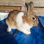 Hollander voedster met 3 jongen te koop, Dieren en Toebehoren, Konijnen