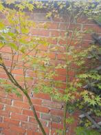 acer plant, Tuin en Terras, In pot, Halfschaduw, 100 tot 250 cm, Zomer