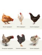 Legkippen, Dieren en Toebehoren, Pluimvee