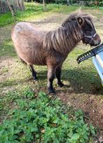 Mooie mini shetlander hengstje, Dieren en Toebehoren, Hengst, Z