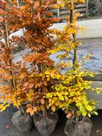 Groene beuk, Tuin en Terras, Ophalen of Verzenden, Haag