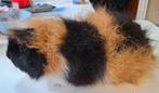 CH Teddy beertje & zeugje zwart rood wit, Cavia, Meerdere dieren, Tam, Oktober