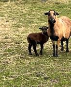 Jonge mooie ras Kameroen schapen : lammetjes ooien, Dieren en Toebehoren, Vrouwelijk, Schaap, 0 tot 2 jaar