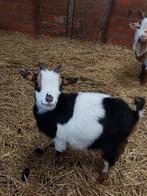 Dwerggeit Mieke 1 jaar oud, Animaux & Accessoires, Moutons, Chèvres & Cochons, Femelle, Chèvre, 0 à 2 ans