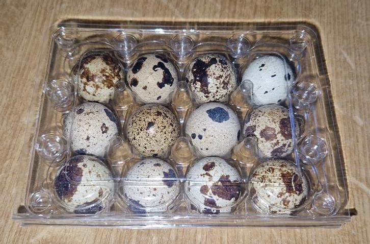 Japanse kwartel (broed)eieren, Dieren en Toebehoren, Pluimvee