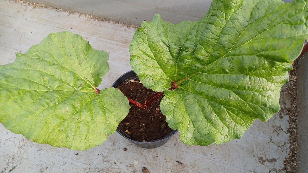 rabarber plant, Ophalen, Halfschaduw, Zomer, Groenteplanten