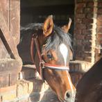 Un an, des poulains, des étalons : équipe à main., Animaux & Accessoires, Chevaux