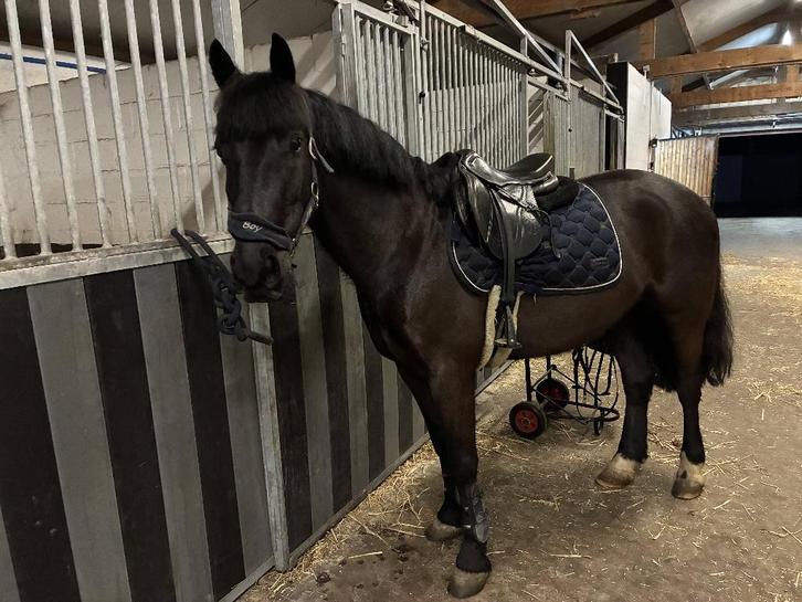 C-pony, Dieren en Toebehoren, Pony's, Ruin, B, C pony (1.27m tot 1.37m), Springpony, 7 tot 10 jaar, Gechipt, Ontwormd, Ingeënt