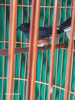 Schamalijster mannen, Dieren en Toebehoren, Vogels | Overige Vogels, Mannelijk, Tropenvogel, Geringd