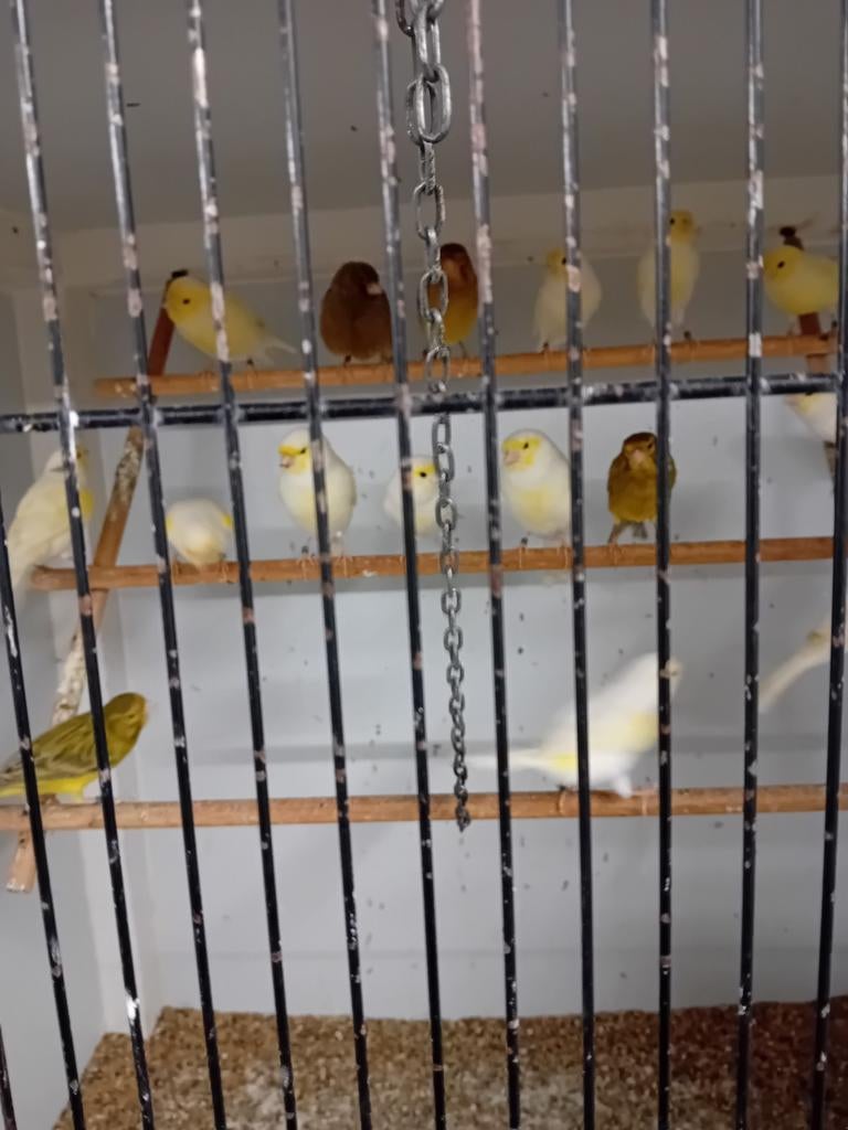 Mooien groote gezonde vogels, Dieren en Toebehoren