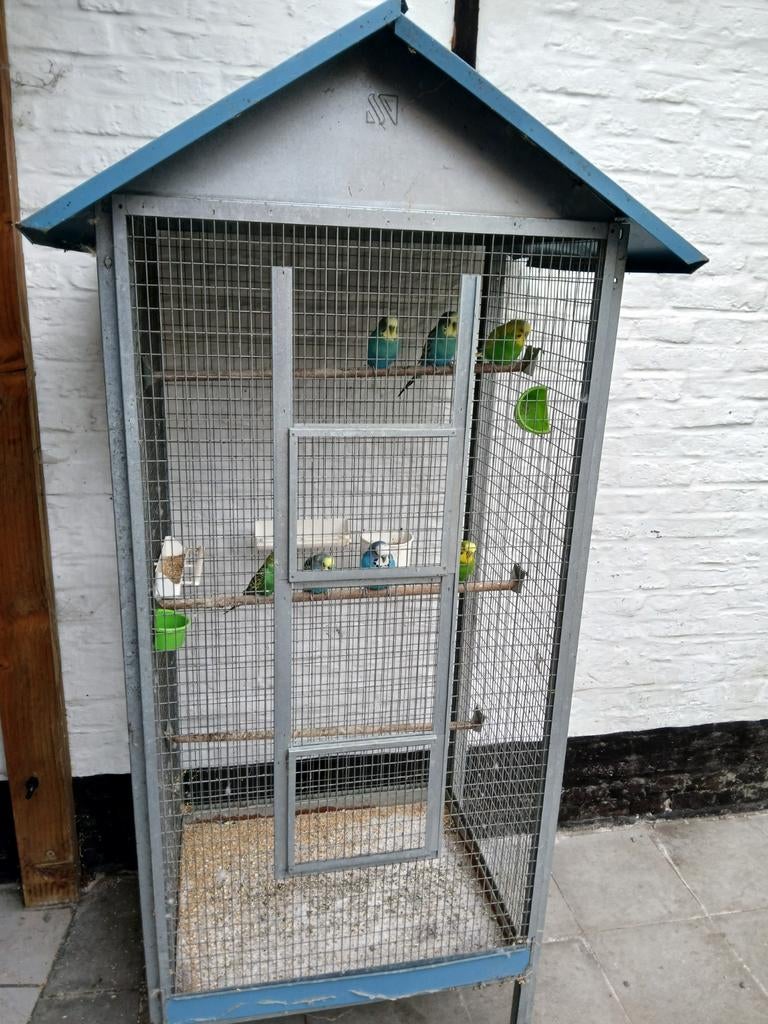 Grasparkiet, Dieren en Toebehoren, Vogels | Parkieten en Papegaaien