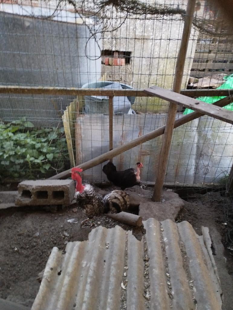 Naakthals kriel koppel, Plusieurs animaux, Poule ou poulet