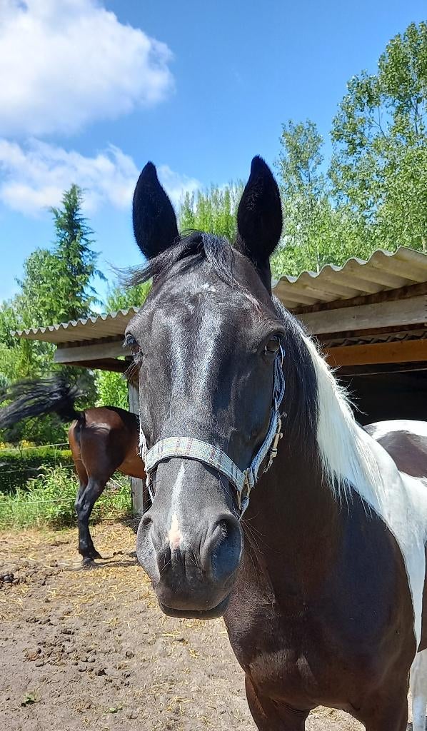 Knappe bonte ruin, Dieren en Toebehoren, Minder dan 160 cm, Met stamboom, Ruin, Zadelmak