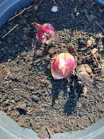 Canna edulis, Ophalen