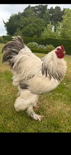 Brahma Columbia broedeieren wit/zwart - wit/blauw