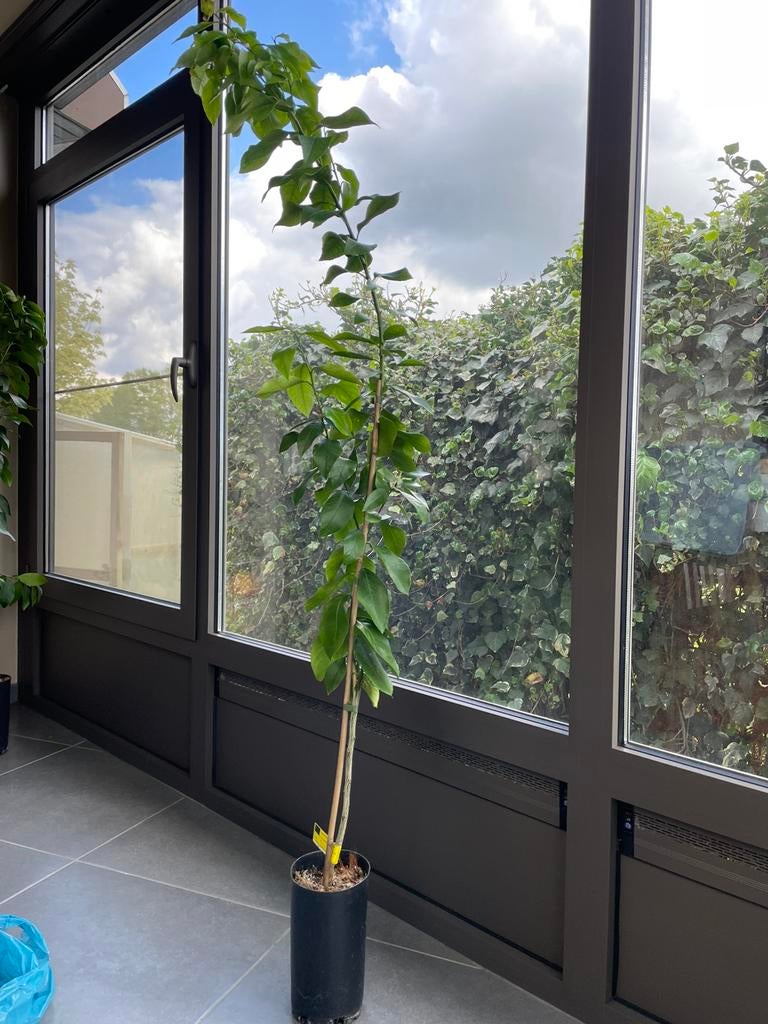 Citroenboom, Ophalen, Citroenboom