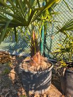 Palmboom trachycarpus fortunei 50 cm stam, Tuin en Terras, Ophalen, Palmboom