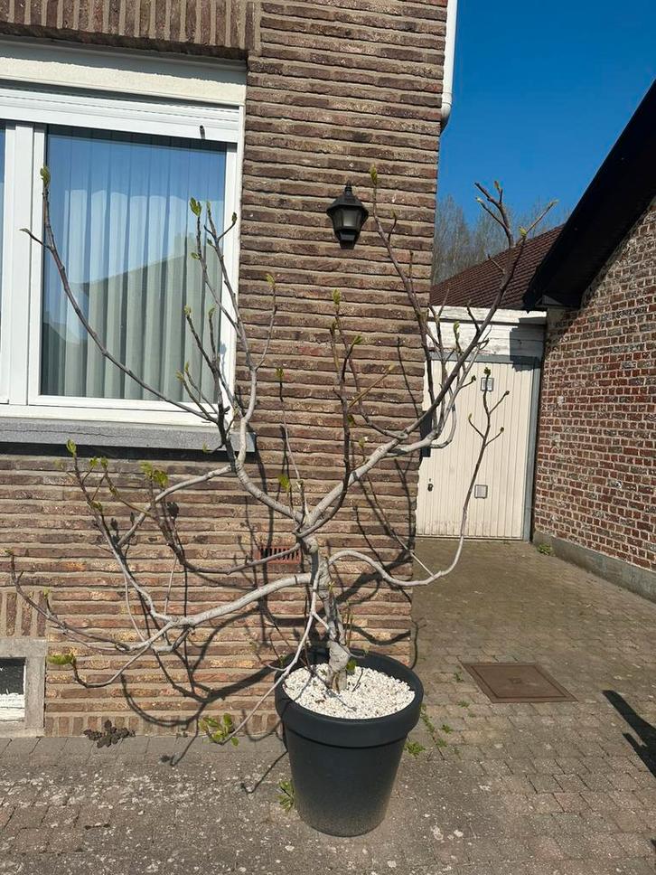 Figuiers, Jardin & Terrasse, Plantes | Arbres fruitiers, Figuier, 100 à 250 cm, Plein soleil, Printemps, En pot, Enlèvement