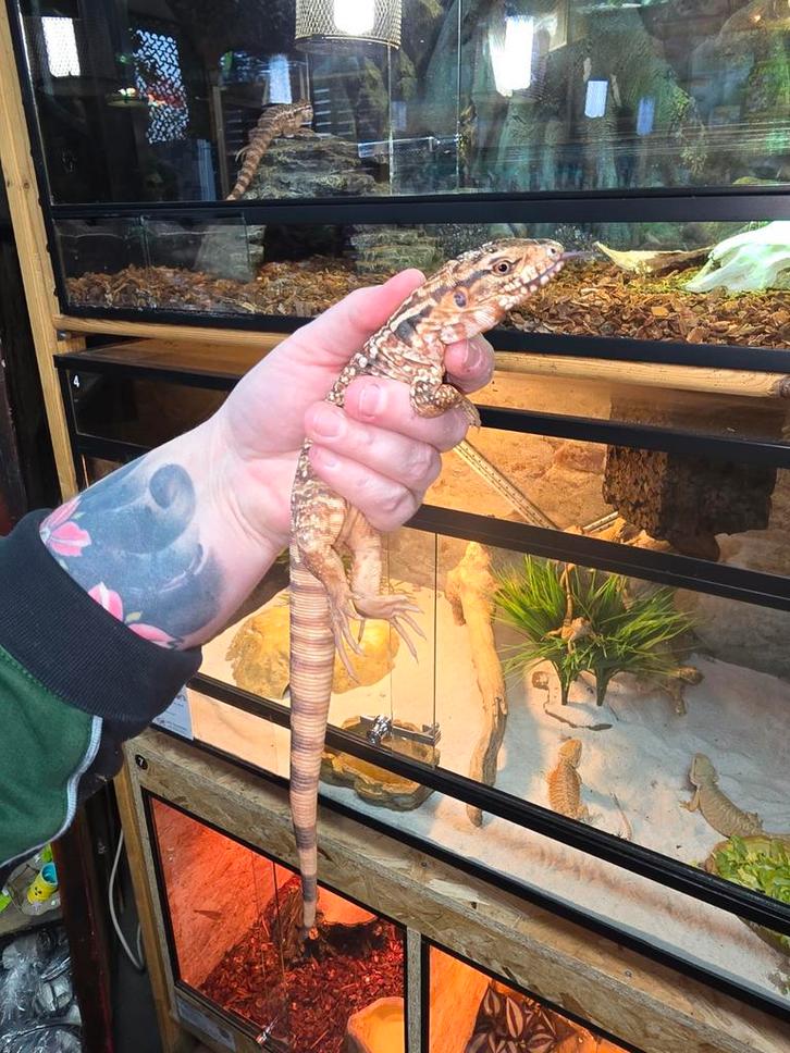 Prachtige rode teju nakweek 2025, Dieren en Toebehoren, Reptielen en Amfibieën