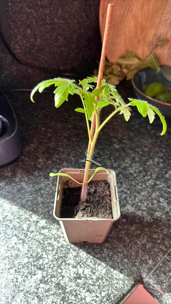 Tomaten plantjes, Ophalen