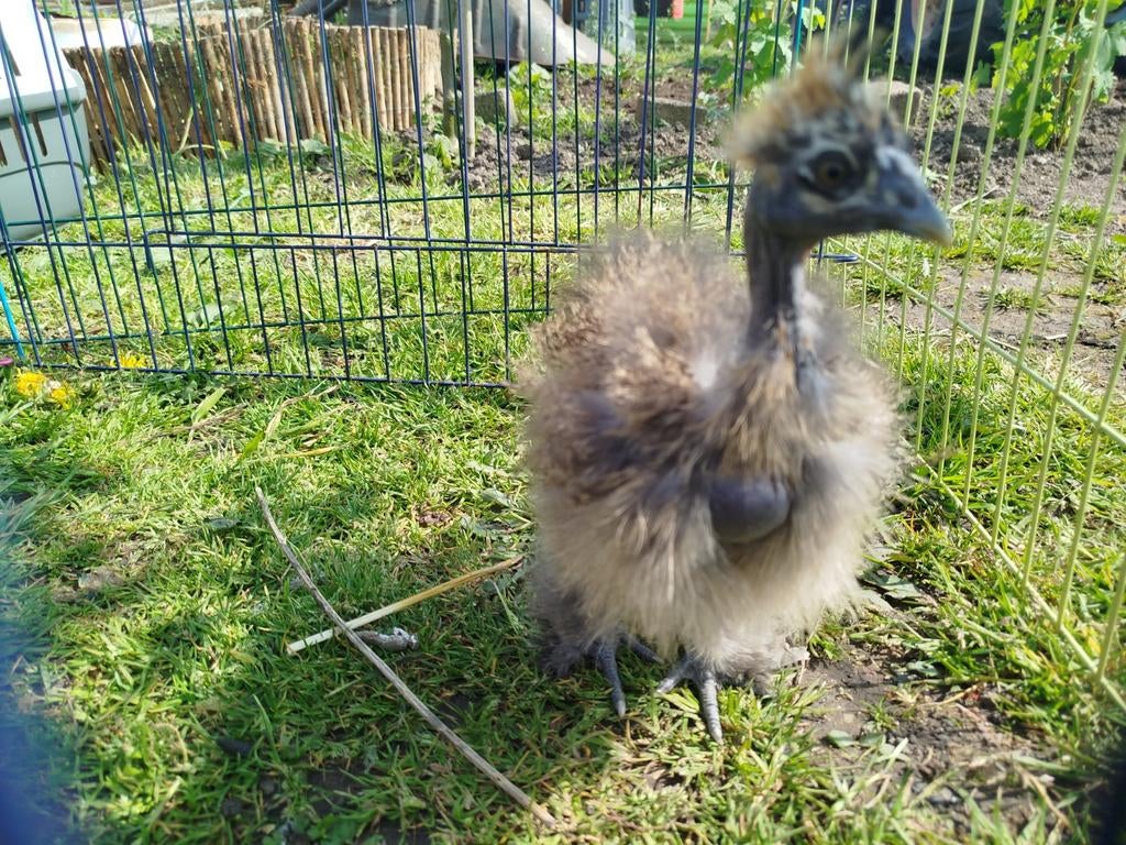 6 Poussins soie non sexés  (frisé, normal, showgirls), Sexe inconnu, Poule ou poulet