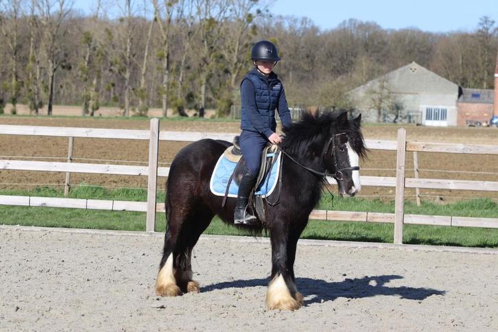 magnifique jument Tinker noire, Animaux & Accessoires, Chevaux, Jument