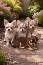 Prachtige chihuahua pups, Parvo, België, Fokker | Hobbymatig, 8 tot 15 weken