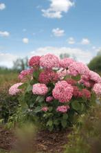 Hydrangea arb. 'Pink Annabelle' (Hortensia), Tuin en Terras, Tweejarig, Halfschaduw, Zomer, Ophalen