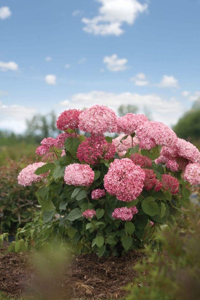 Hydrangea arb. 'Pink Annabelle' (Hortensia), Jardin & Terrasse, Plantes | Jardin, Bisannuelle, Autres espèces, Mi-ombre, Été, Enlèvement