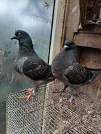 Koppel vlees duiven 20 euro