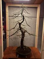 Larix-bonsai, Tuin en Terras, Overige soorten, Lente, Minder dan 100 cm, Ophalen