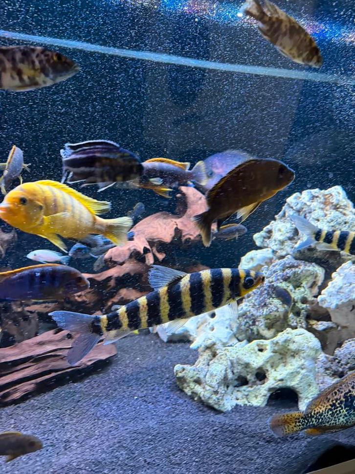 2 grands poissons Leporinus fasciatus adultes, Animaux & Accessoires, Poissons | Poissons d'aquarium, Poisson d'eau douce, Poisson
