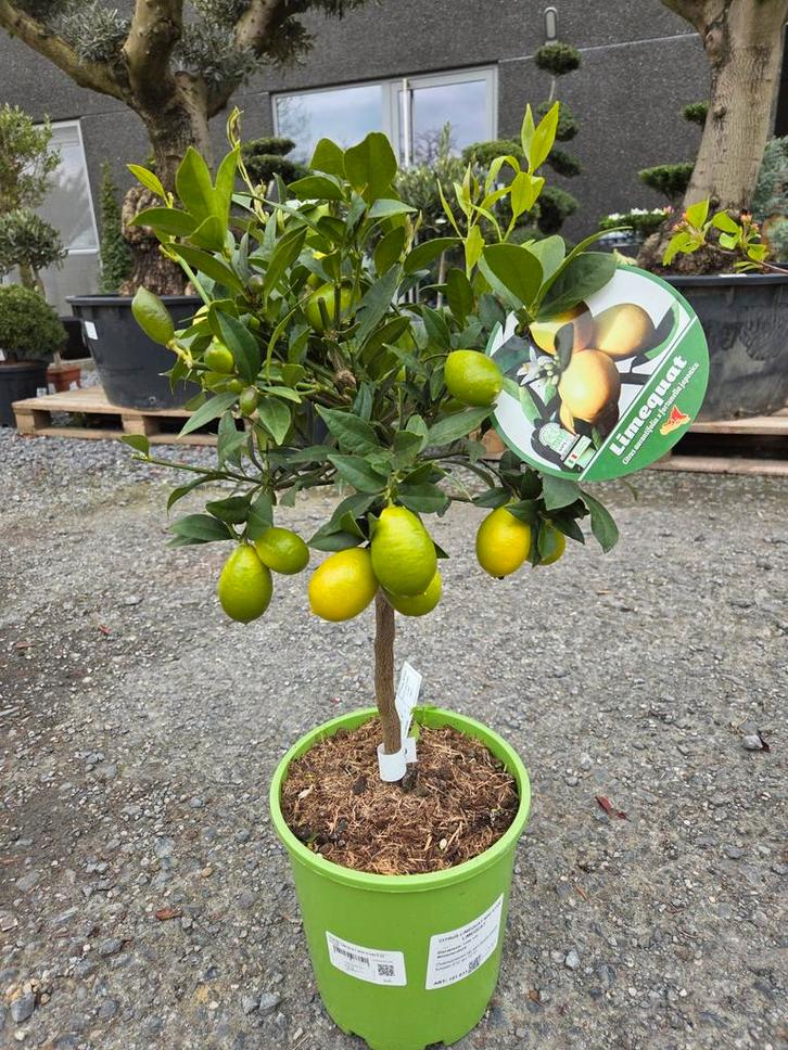 Citrus Limequat, Tuin en Terras, Planten | Bomen, Ophalen