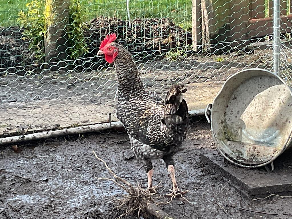 Mechelse koekoek, Mâle, Poule ou poulet
