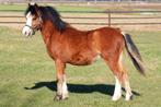 Welsh A jaarling hengst, Dieren en Toebehoren, Met stamboom, 0 tot 2 jaar, Hengst, A pony (tot 1.17m)