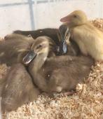 Poussins de canards indiens qui courent le 4/5/26