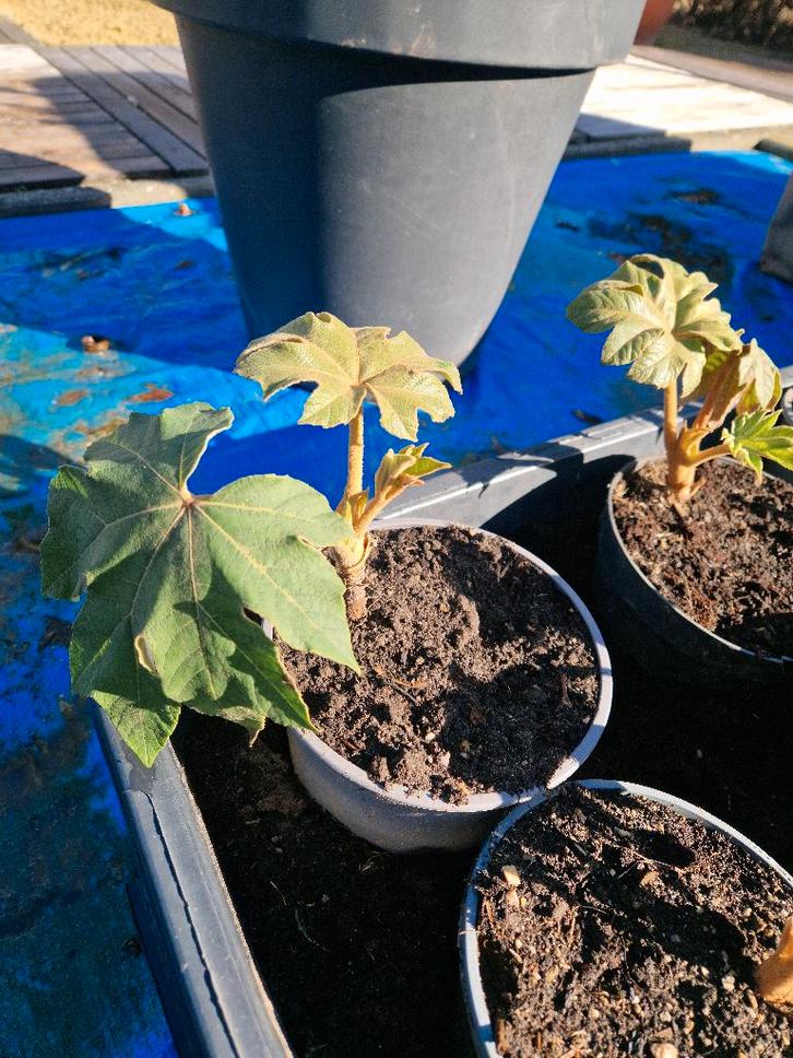 Tetrapanax papyrifera, Jardin & Terrasse, Plantes | Jardin, Hiver, Enlèvement