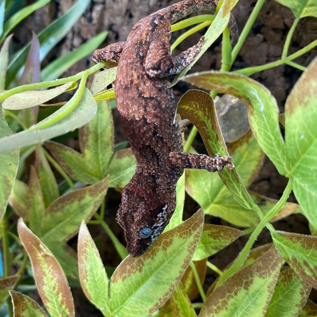 gargoyle gekko, Dieren en Toebehoren, Reptielen en Amfibieën, Hagedis, 0 tot 2 jaar