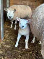Texel ooi met stevig gebouwde ooilam, Femelle, Mouton, 0 à 2 ans