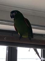 Roodschouderara ., Dieren en Toebehoren, Vrouwelijk, Papegaai, Pratend